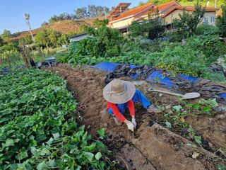 이기은님의 고구마 · 영농일지 작성글 사진