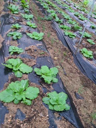 (천지산)님의 고추 · 영농일지 작성글 사진