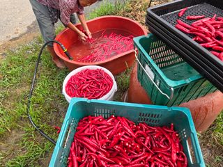 다겸님의 고추 · 영농일지 작성글 사진