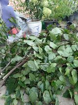 팜모닝 기타작물·영농일지 게시글 이미지