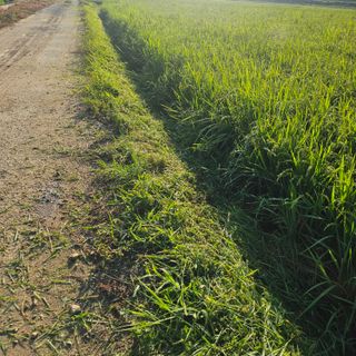 서영욱 님의 기타작물 · 영농일지 작성글 사진