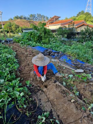 이기은님의 고구마 · 영농일지 작성글 사진