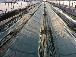 김동식님의 오이 · 영농일지 작성글 사진