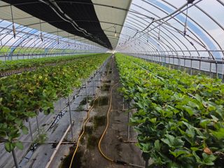 김동출님의 딸기 · 영농일지 작성글 사진