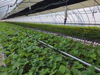 김동출님의 딸기 · 영농일지 작성글 사진