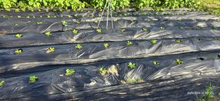 산골아찌님의 배추 · 영농일지 작성글 사진