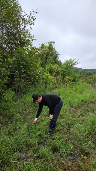 정규환님의 감 · 영농일지 작성글 사진
