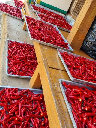 이상응님의 고추 · 영농일지 작성글 사진