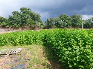 미카엘농장님의 들깨 · 영농일지 작성글 사진