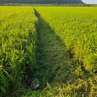 서영욱 님의 기타작물 · 영농일지 작성글 사진