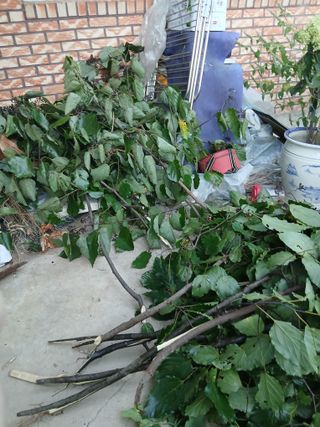 임병훈님의 기타작물 · 영농일지 작성글 사진