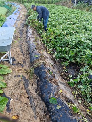 이기은님의 고구마 · 영농일지 작성글 사진