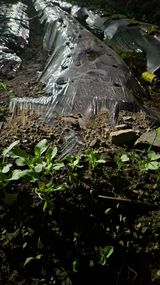 팜모닝 기타작물·영농일지 게시글 이미지