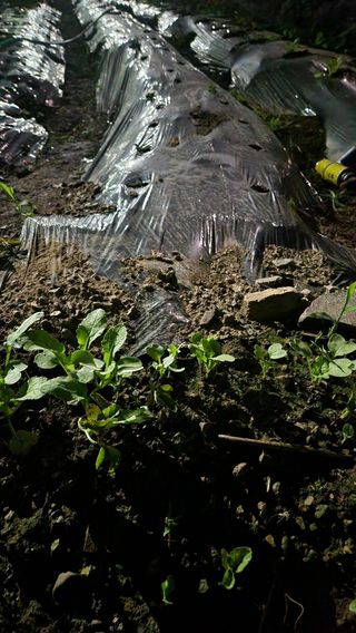 화순초보농군님의 기타작물 · 영농일지 작성글 사진