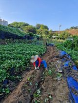 팜모닝 고구마·영농일지 게시글 이미지