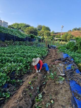 이기은님의 고구마 · 영농일지 작성글 사진