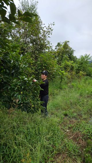 정규환님의 감 · 영농일지 작성글 사진