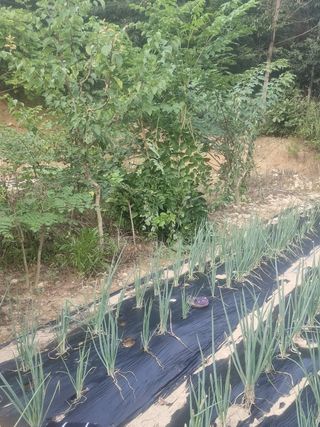 아침농원님의 파 · 영농일지 작성글 사진