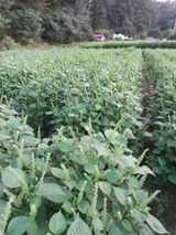 팜모닝 들깨·영농일지 게시글 이미지