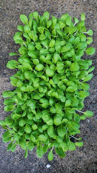 화순초보농군님의 기타작물 · 영농일지 작성글 사진