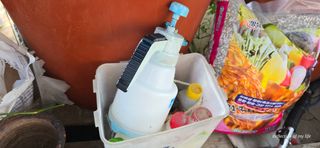 산골아찌님의 배추 · 영농일지 작성글 사진