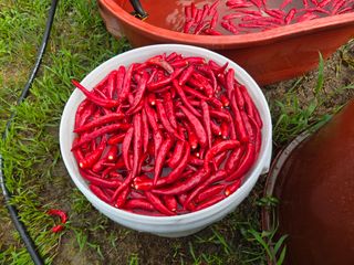 다겸님의 고추 · 영농일지 작성글 사진