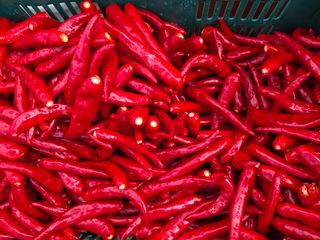 다겸님의 고추 · 영농일지 작성글 사진