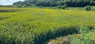 이복길님의 벼 · 영농일지 작성글 사진