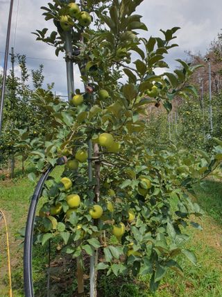 의성,군위 나상덕님의 기타작물 · 영농일지 작성글 사진