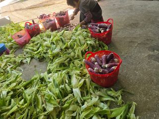 장관덕님의 옥수수 · 영농일지 작성글 사진