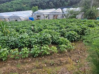 무심님의 콩 · 영농일지 작성글 사진