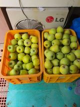 팜모닝 기타작물·영농일지 게시글 이미지