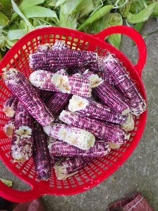 장관덕님의 옥수수 · 영농일지 작성글 사진