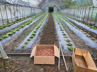 윤자용11대임후회장님의 배추 · 영농일지 작성글 사진