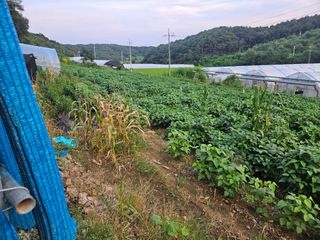 무심님의 콩 · 영농일지 작성글 사진
