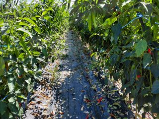 이박농장님의 고추 · 영농일지 작성글 사진