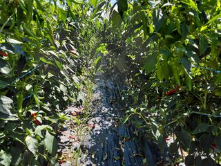 이박농장님의 고추 · 영농일지 작성글 사진