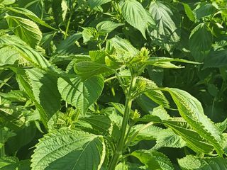 서명석님의 들깨 · 영농일지 작성글 사진