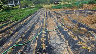 박현미님의 배추 · 영농일지 작성글 사진