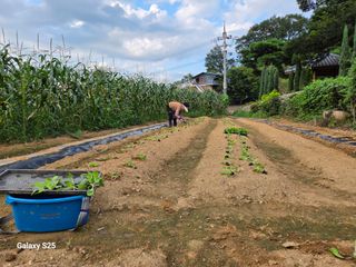 표고버섯16097님의 배추 · 영농일지 작성글 사진