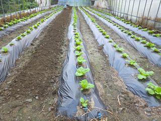 윤자용11대임후회장님의 배추 · 영농일지 작성글 사진