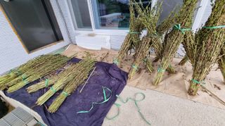 아침농원님의 참깨 · 영농일지 작성글 사진