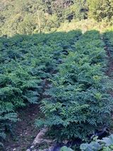 팜모닝 두릅·영농일지 게시글 이미지