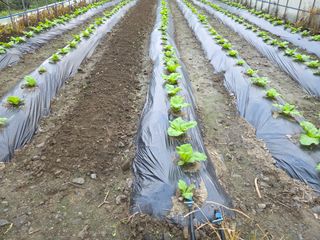 윤자용11대임후회장님의 배추 · 영농일지 작성글 사진