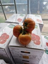 팜모닝 기타작물·영농일지 게시글 이미지