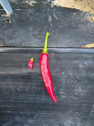 열정님의 고추 · 영농일지 작성글 사진