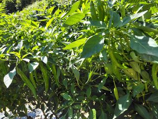 이박농장님의 고추 · 영농일지 작성글 사진