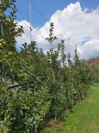 의성,군위 나상덕님의 기타작물 · 영농일지 작성글 사진