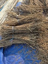 팜모닝 참깨·영농일지 게시글 이미지