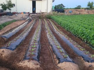 래안농장님의 배추 · 영농일지 작성글 사진